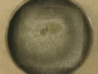 PDAC · 14d · 22C