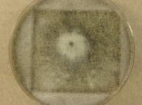 CERC · 14d · 22C