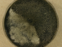 PDAC · 14d · 22C