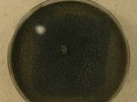 PDAC · 14d · 22C