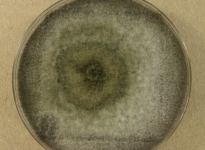PDAC · 14d · 22C