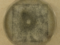 CERC · 14d · 22C