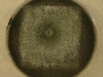 CERC · 14d · 22C