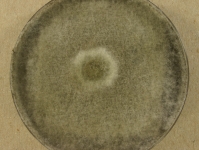 PDAC · 14d · 22C