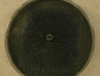 PDAC · 14d · 22C