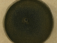 PDAC · 14d · 22C