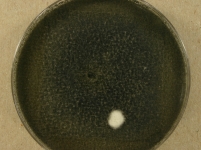 PDAC · 14d · 22C