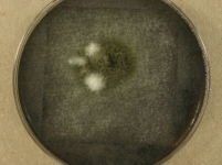 PDAC · 14d · 22C