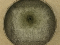 PDAC · 14d · 22C