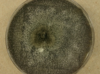 PDAC · 14d · 22C