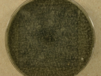 CERC · 14d · 22C