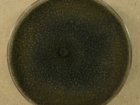 PDAC · 14d · 22C