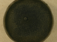 PDAC · 14d · 22C
