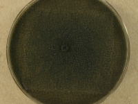 PDAC · 14d · 22C
