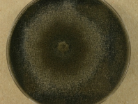 PDAC · 14d · 22C