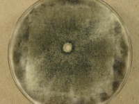 PDAC · 14d · 22C