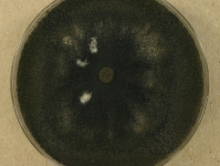 PDAC · 14d · 22C