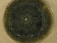PDAC · 14d · 22C