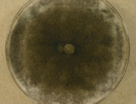 PDAC · 14d · 22C
