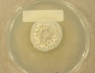 PDAC · 28d · 22C