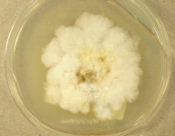 PDAC · 24d · 30C