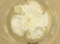 PDAC · 41d · 25C