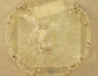 OATC · 50d · 25C