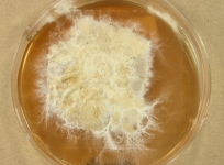 PDAC · 41d · 25C