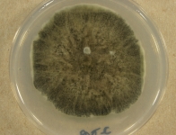PDAC · 28d · 22C