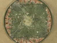 CERC · 28d · 22C
