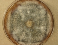 PDAC · 28d · 22C