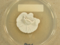 PDAC · 28d · 22C
