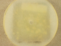 OATC · 21d · 22C