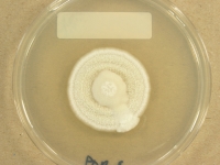 PDAC · 28d · 22C