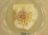 PDAC · 28d · 22C
