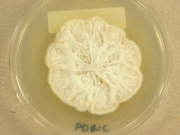 PDAC · 28d · 22C