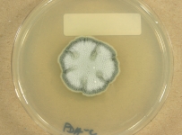 PDAC · 28d · 22C
