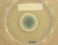 PDA · 7d · 22C