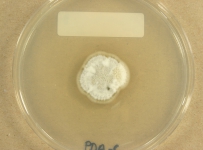 PDAC · 28d · 22C
