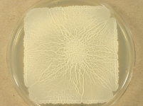 PDAC · 28d · 22C