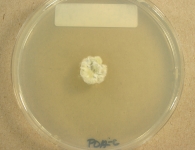PDAC · 30d · 22C