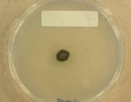 PDAC · 28d · 22C
