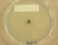 PDAC · 28d · 18C