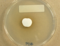 PDA · 30d · 22C