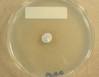 PDAC · 30d · 22C
