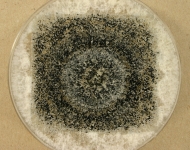 PDAC · 15d · 22C