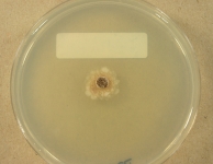 PDAC · 28d · 22C