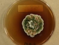 PDAC · 28d · 22C