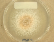 PDAC · 4d · 35C