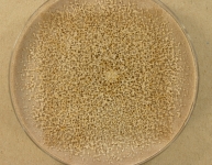 PDAC · 8d · 35C